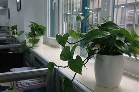 办公桌风水植物